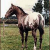 Dusti Breeze #320
