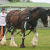 Donnybrook Louise #10941 Vol 33
