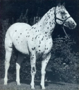 Prince Plaudit