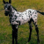 Shania as a Foal
