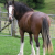 Songbird  February 2011